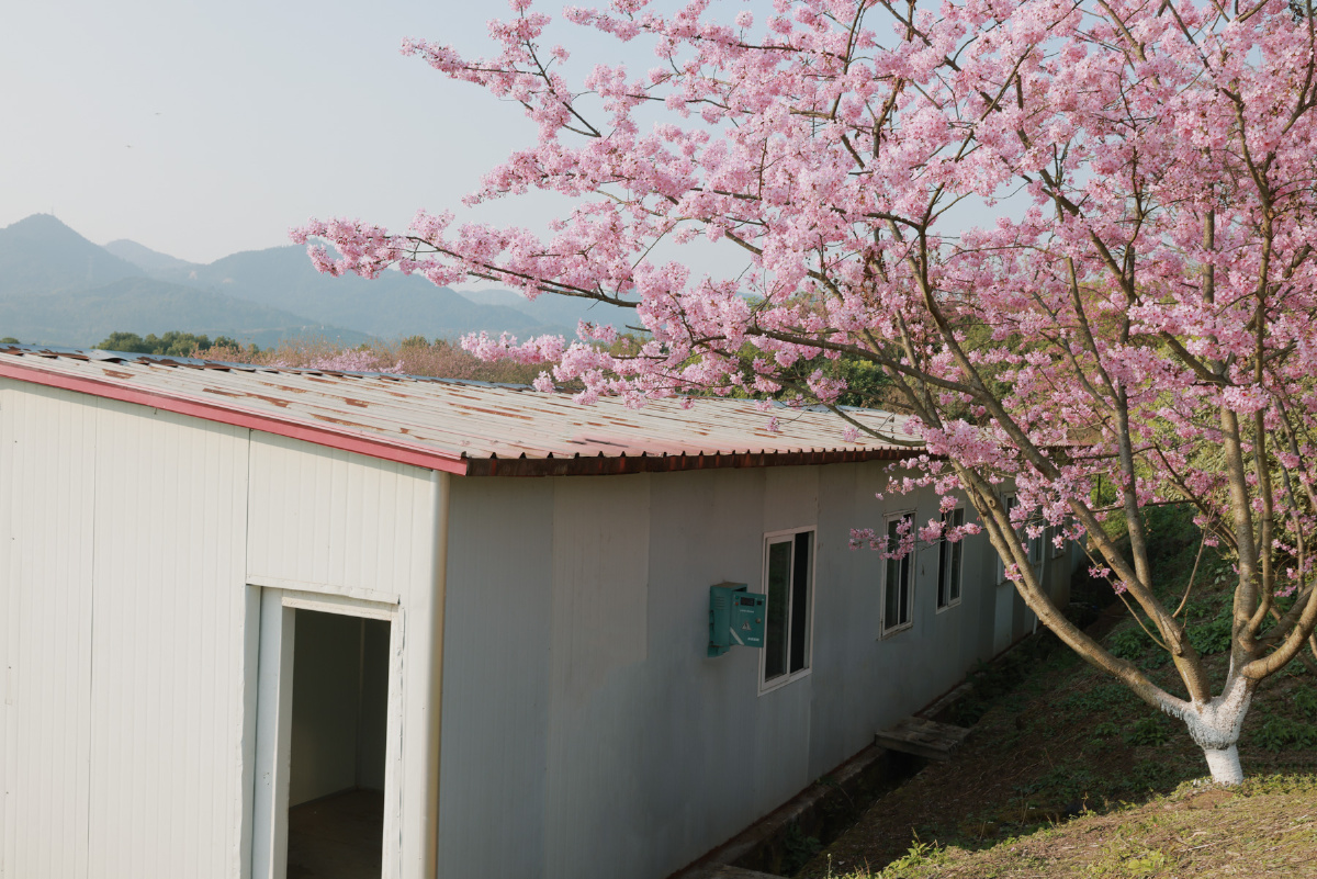 温柔美好的春天