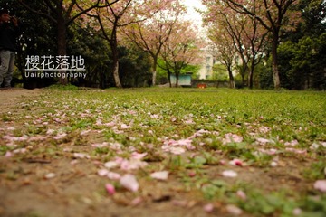 樱花落地.jpg