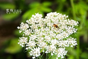 蜜蜂的快乐.jpg
