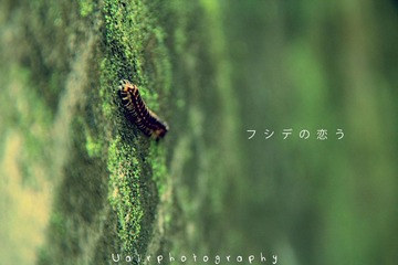蜈蚣的思恋.jpg