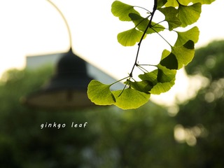 ginkgo leaf.jpg
