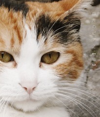 慵懒的猫.jpg