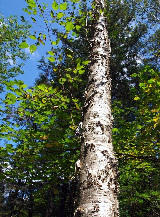 长白山之原始森林之一棵树 br /> 这棵树卖相蛮英俊的.