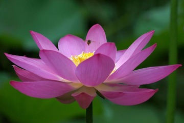手弛心飞莲花开…