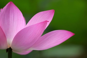 生如夏花，盛如霞华，神如瞎话！