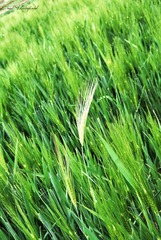 麦田