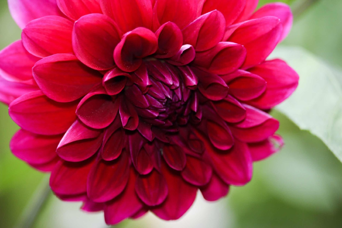 好贵啊没钱,刚出来就下起了小雨,偶然看到这花,血红色的花瓣好像绽放