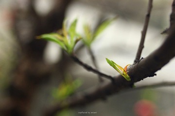 IMG_0462.jpg