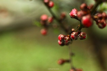 IMG_0468.jpg