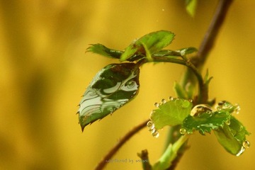 IMG_0615.jpg