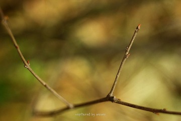 IMG_0668.jpg