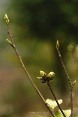 IMG_0669.jpg