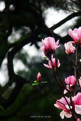 IMG_0874.jpg
