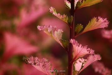 IMG_0914.jpg
