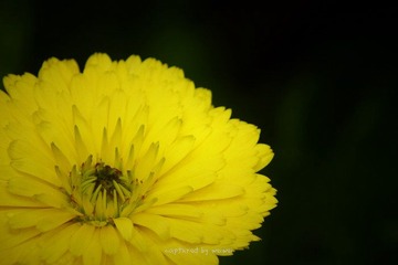IMG_0924.jpg