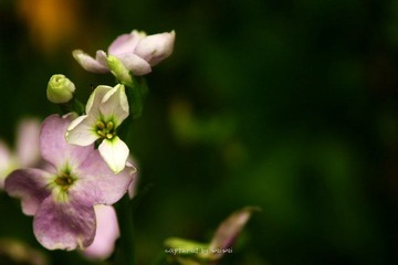 IMG_0929.jpg