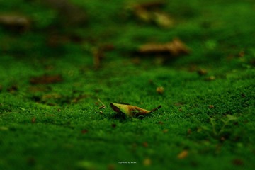 IMG_1168.jpg
