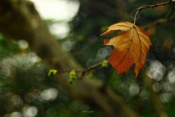 IMG_1197.jpg