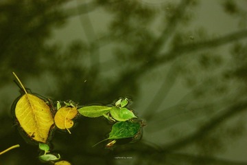 IMG_1152.jpg