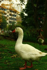 IMG_1162.jpg