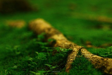 IMG_1169.jpg