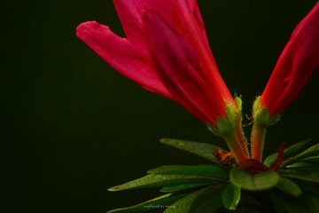 IMG_1475.jpg