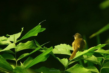 IMG_1452.jpg