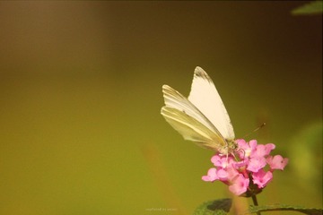 IMG_2273.jpg