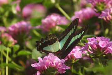 IMG_2193.jpg