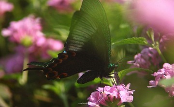 IMG_2226.jpg