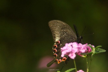 IMG_2288.jpg