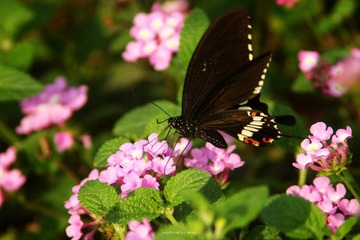 IMG_2318.jpg