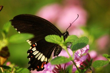 IMG_2326.jpg