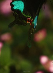 IMG_2394.jpg