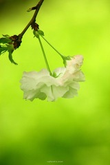 IMG_2930.jpg