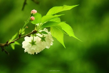 IMG_2932.jpg