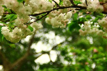IMG_2971.jpg