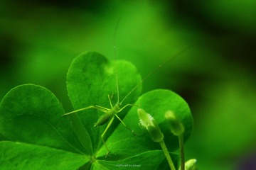 IMG_3495.jpg