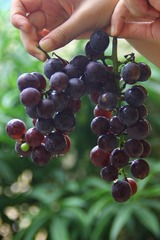 IMG_6662.jpg
