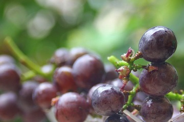 IMG_6657.jpg