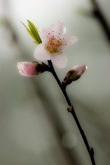IMG_1236.jpg