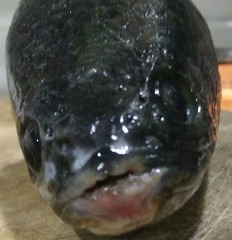 4915