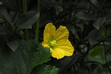 花花草草