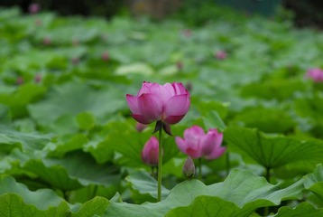 荷