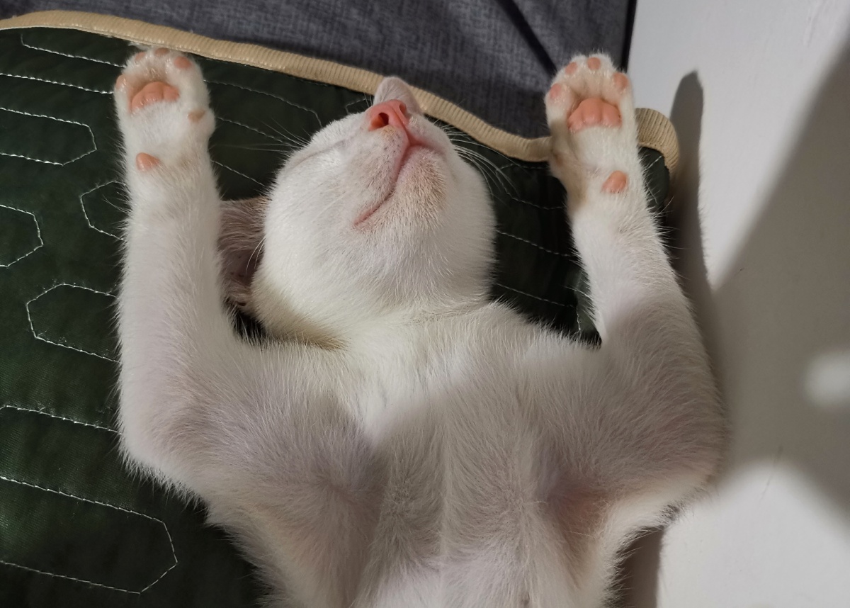 锅盖的投降睡姿090909