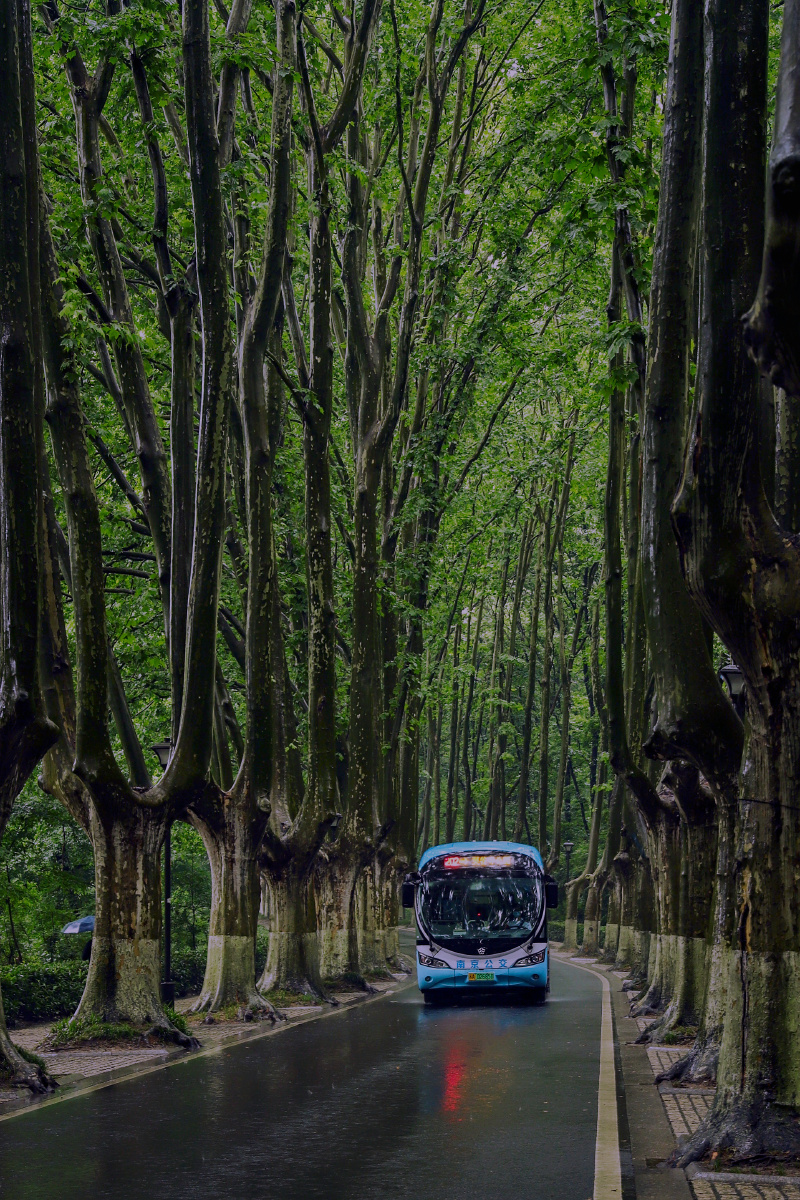 雨中的灵谷寺路