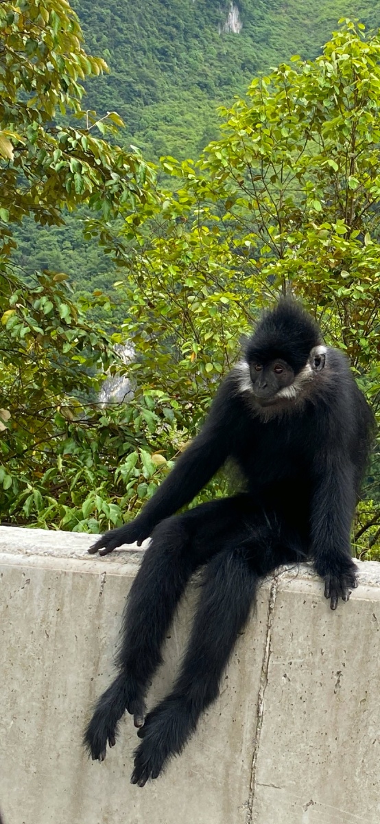 麻阳河地球上黑叶猴分布数量最多之地