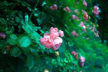 花2.jpg