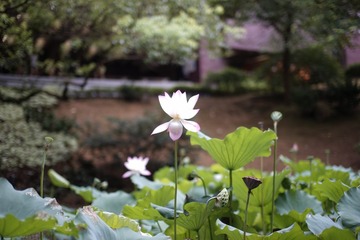 _DSC0077