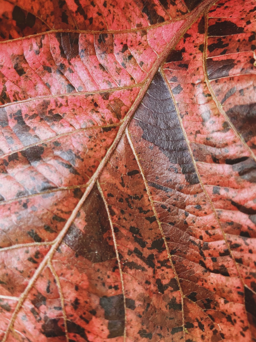 灵感日记666红桑叶机理